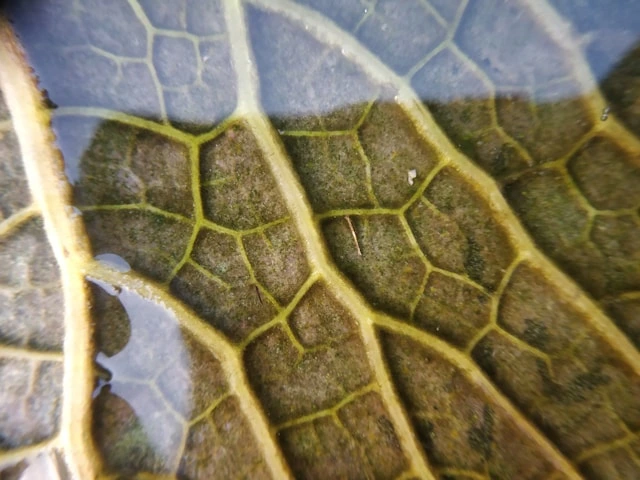 Mission & Perspective close up of veins in a plant leaf
