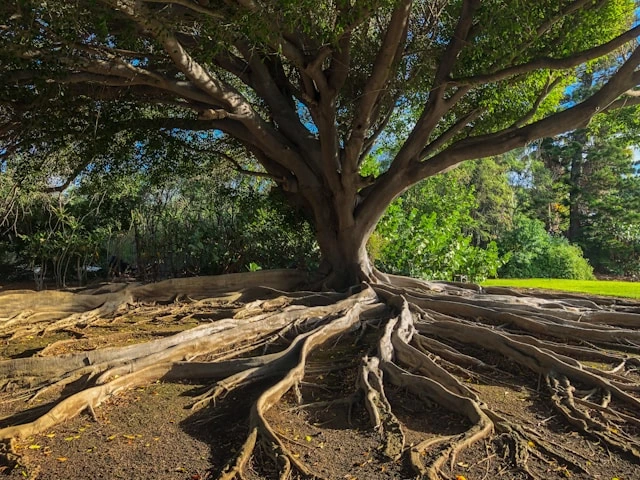 Mission & Perspective Tree with visible roots showing symmetry above and below ground